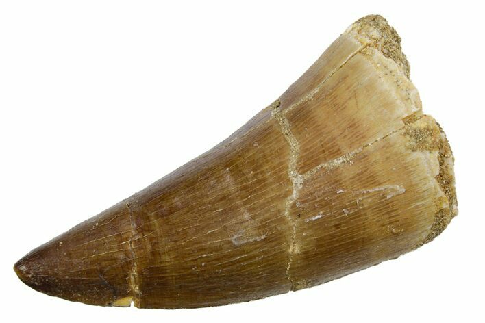 Fossil Mosasaur (Mosasaurus) Tooth - Morocco #353195
